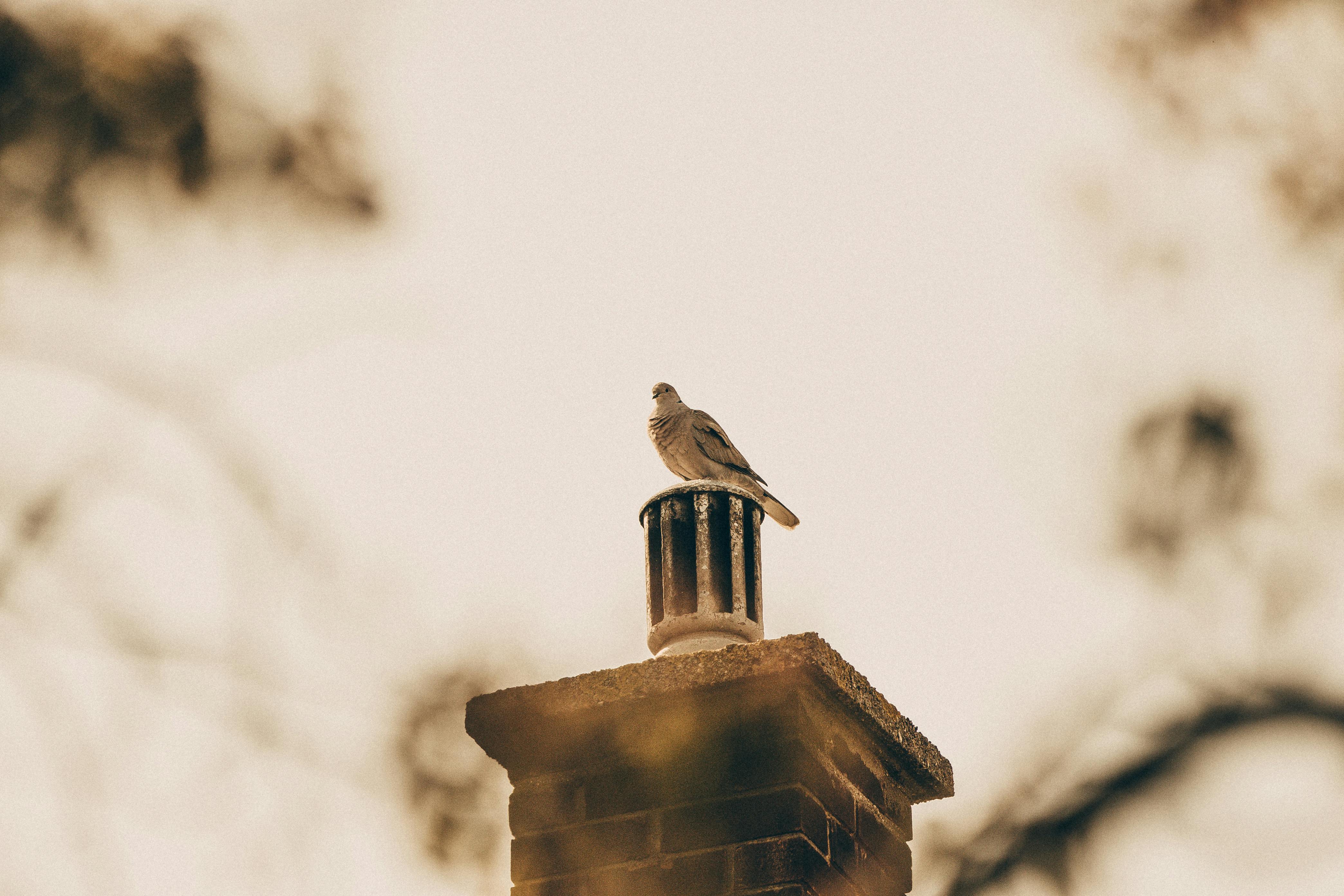 Professional Chimney Cap Installation Services in Trabuco Canyon, CA Expert Chimney Cap Installation in Trabuco Canyon, California